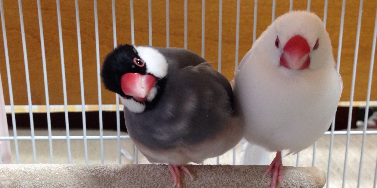 ぽんきち。's banner