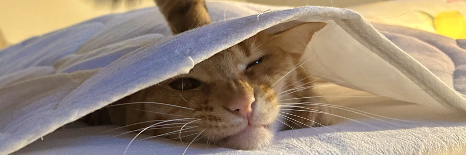ごんねこ's banner