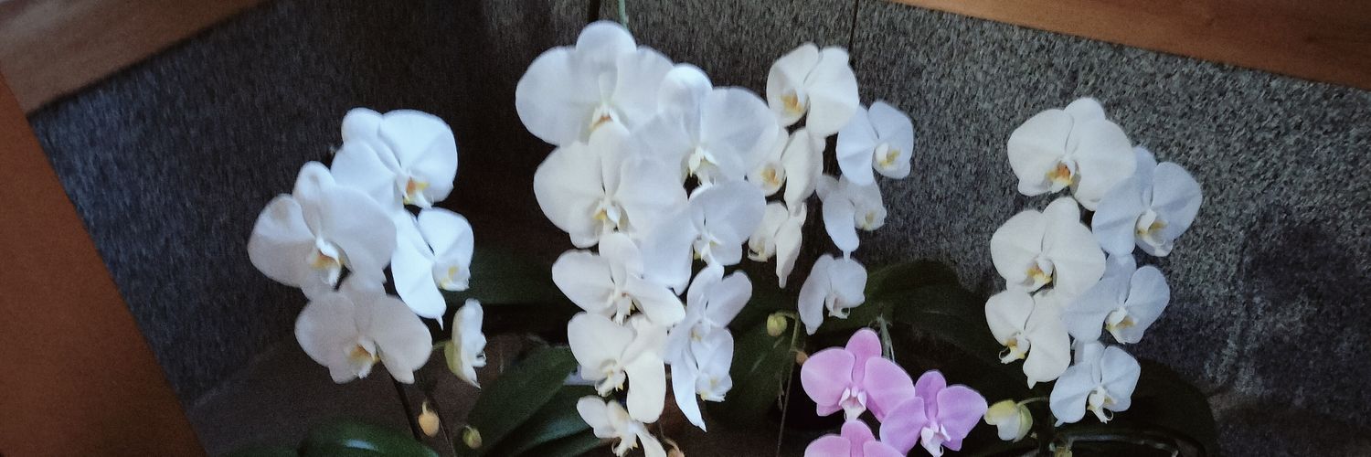 たにゴリラ（たにさん）'s banner