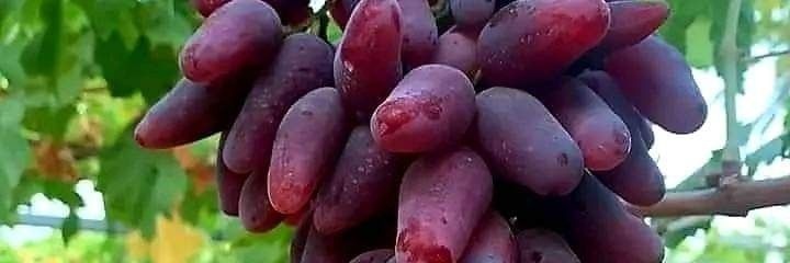 foody food 😘's banner