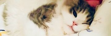 よすが's banner