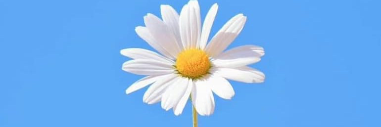 Mariya มาลียา's banner