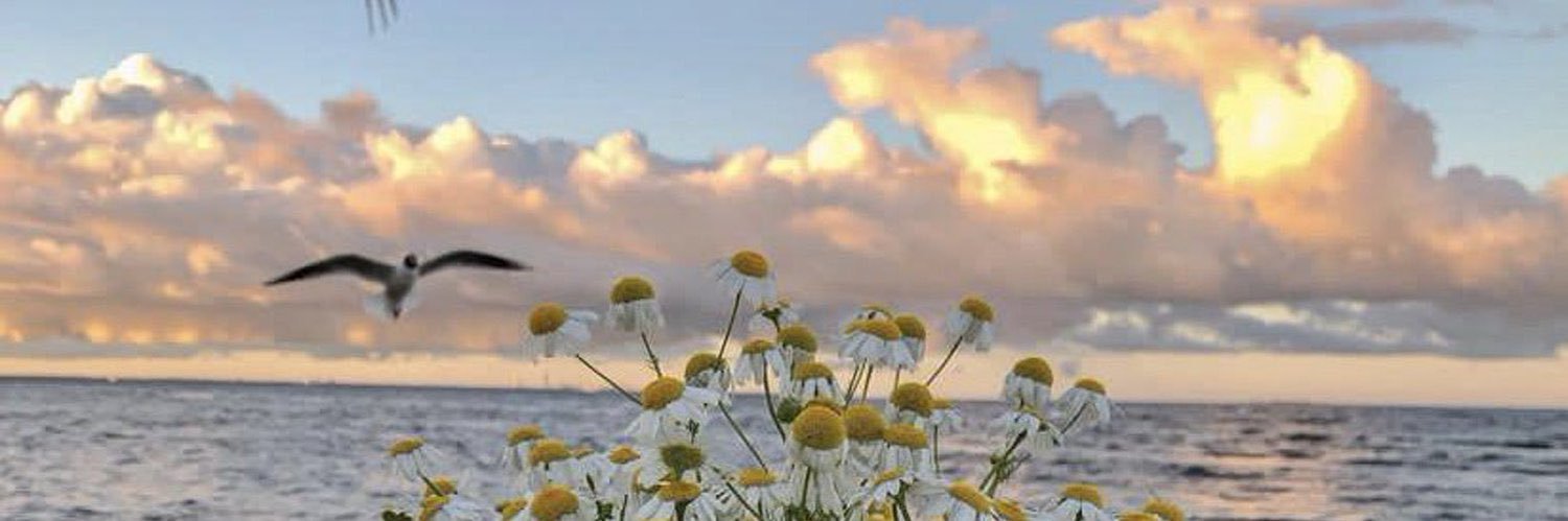 🦋soso's banner