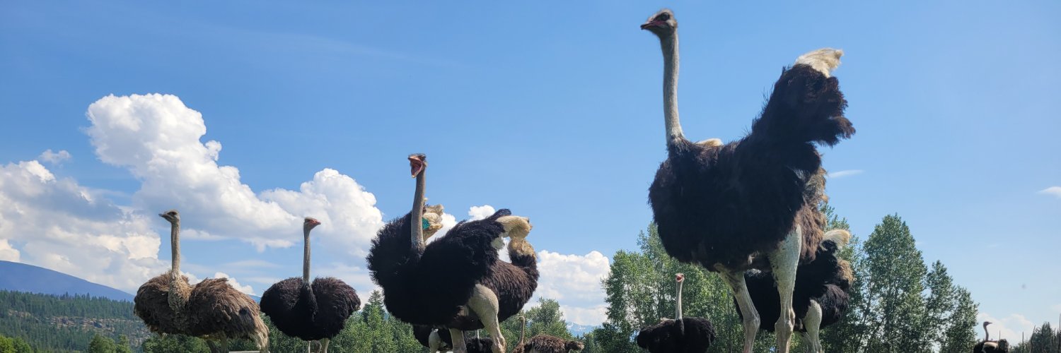 Save Our Ostriches call 250-870-8246's banner