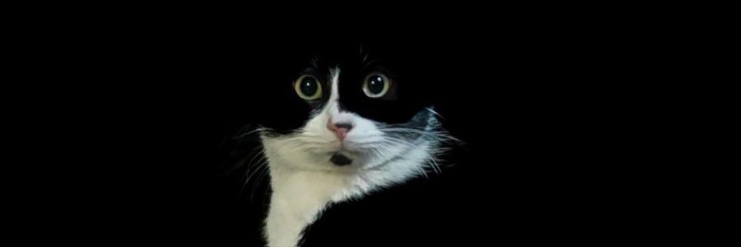 Dailymeow's banner