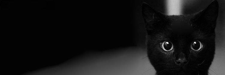 ZARA's banner