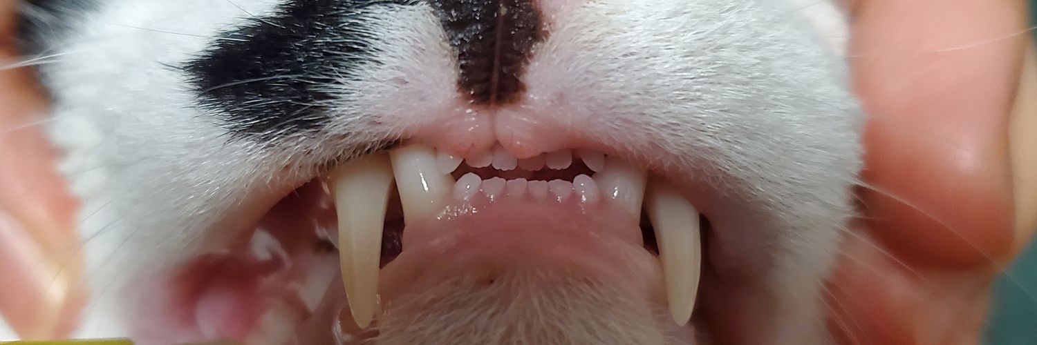 マグルの猫's banner