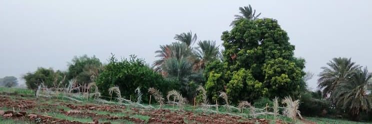 أخبار السودان's banner