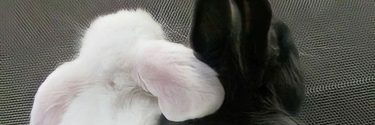 diary_doublefedora's banner