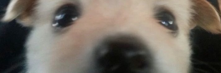 everything dogs 🐶's banner