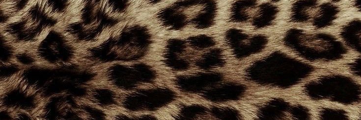 melissagioo's banner