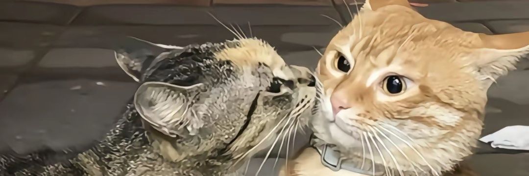 奶油猫球（泛性恋）'s banner