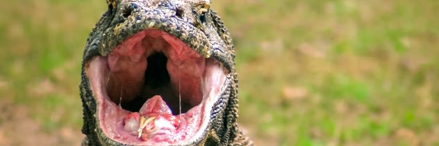 evil sinister fucking komodo dragon (bio/paleoomf)'s banner