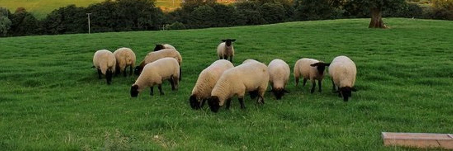 sheepie's banner