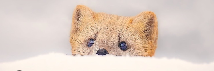 尊い動物's banner