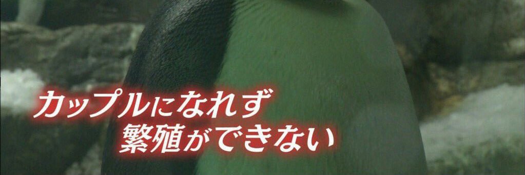 ゆきぴろん's banner