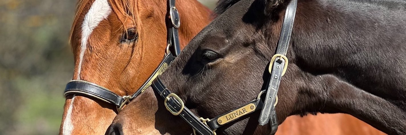 Sunny 🐴's banner