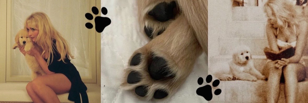 Ace🐾's banner