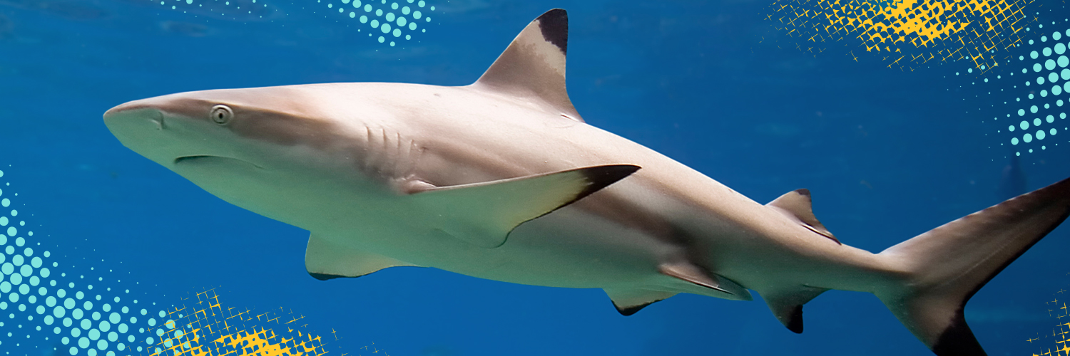 Pittsburgh Zoo & Aquarium's banner