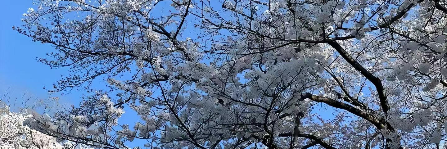 凯蒂's banner