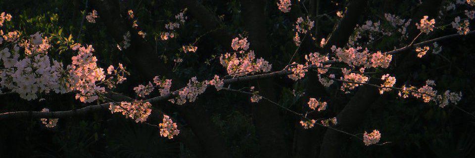 不忍池。's banner