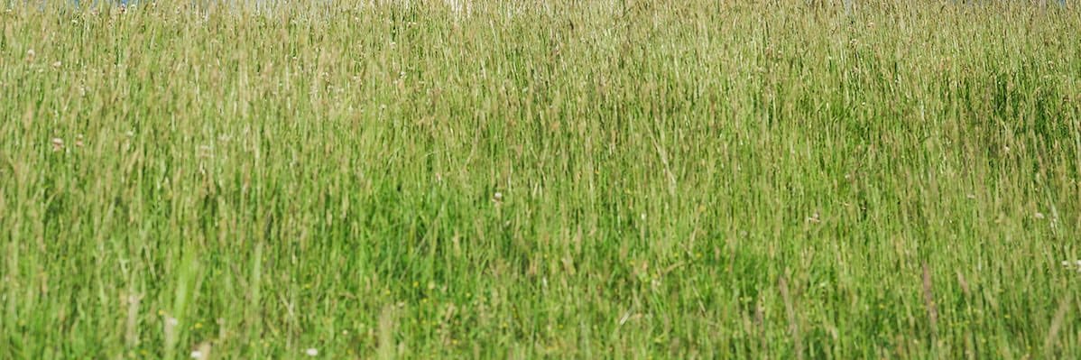 Salvia🌿's banner