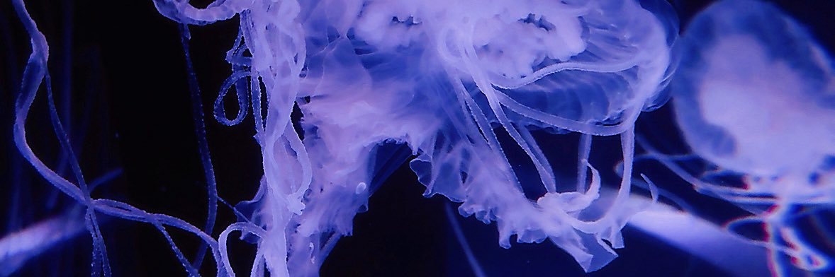 朝靄's banner