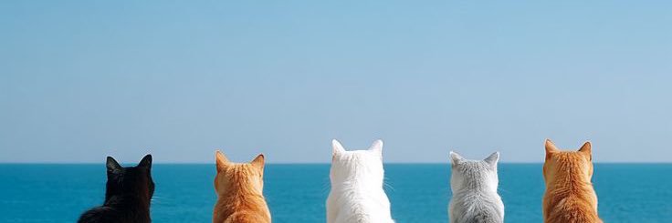 XAVIER_Jc's banner