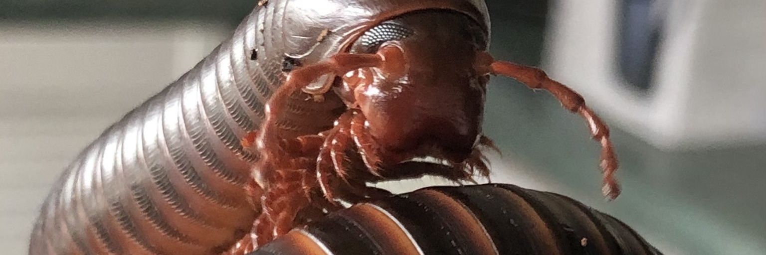 🦈BigShark🦈 Dlabazane's banner
