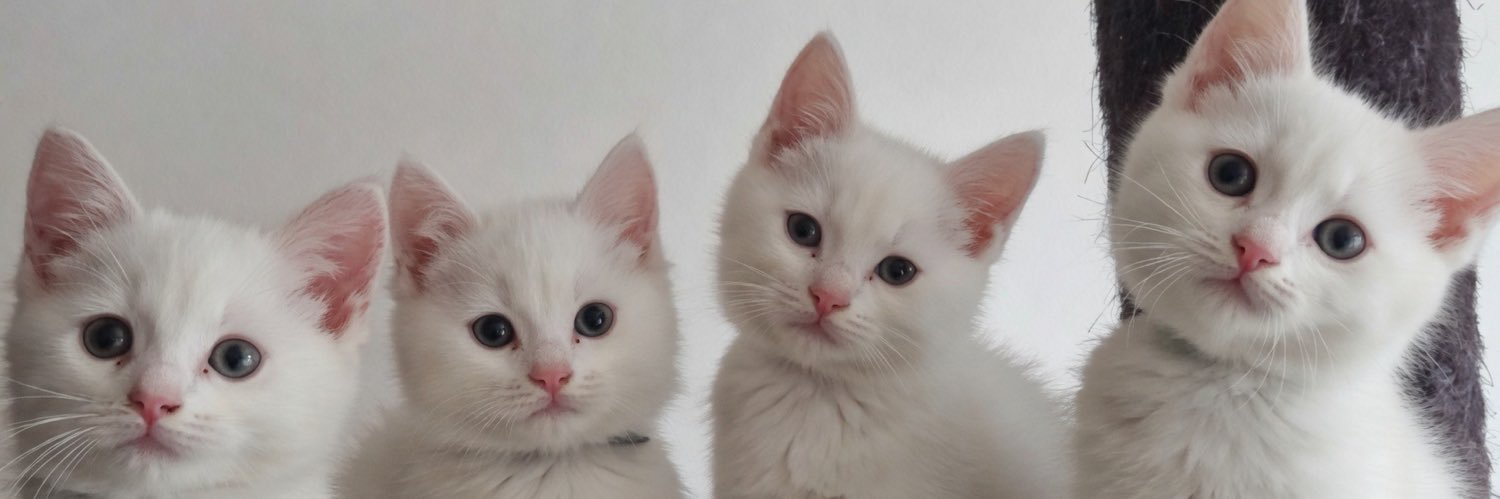 Cats & Kittens's banner