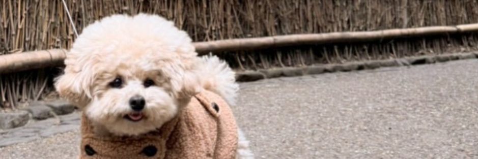 愛犬むぎちゃんと在宅ワークで月10万♡'s banner