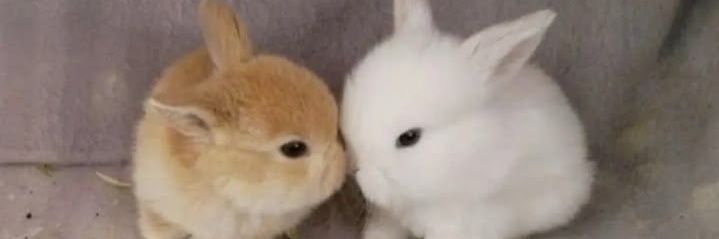 bunnysunoo♡'s banner