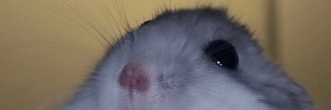 Gigii Bunny 🖤🕷️'s banner