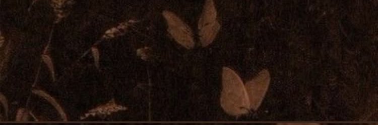 ⱽᵉˡᵒʳᵃ𑣲⋆'s banner