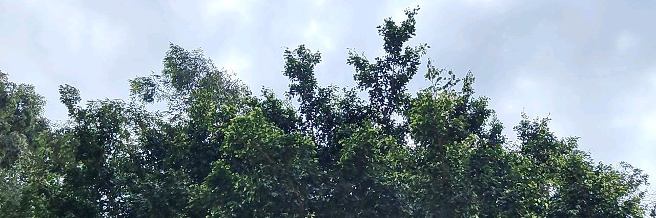 さやか's banner