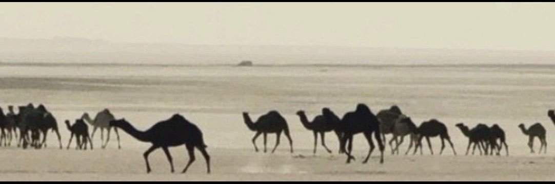 بــطـران's banner