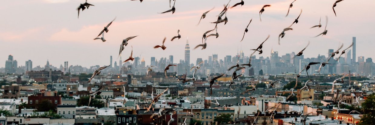 Bushwick Daily's banner