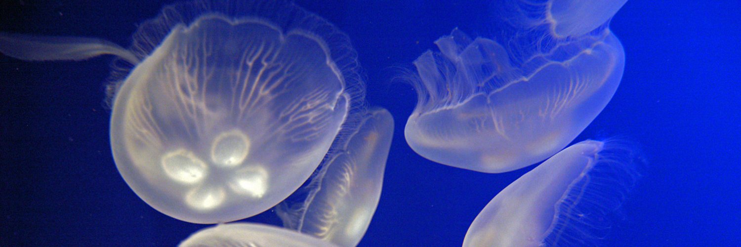 シン・マリホ水族館's banner