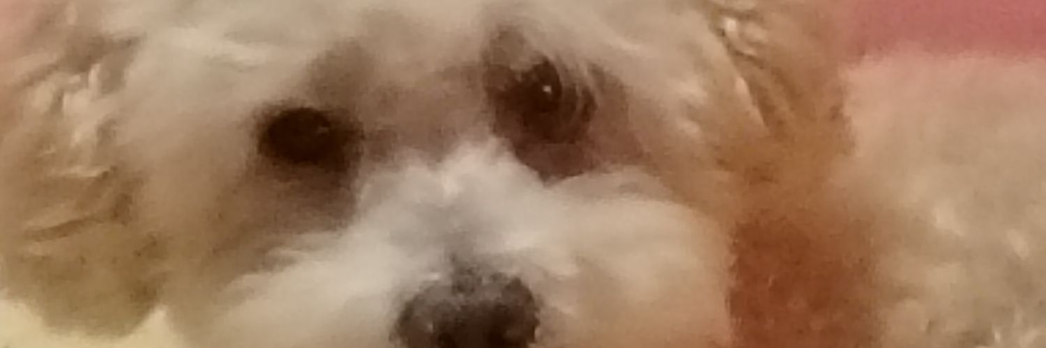 Bambito❤️🐕's banner