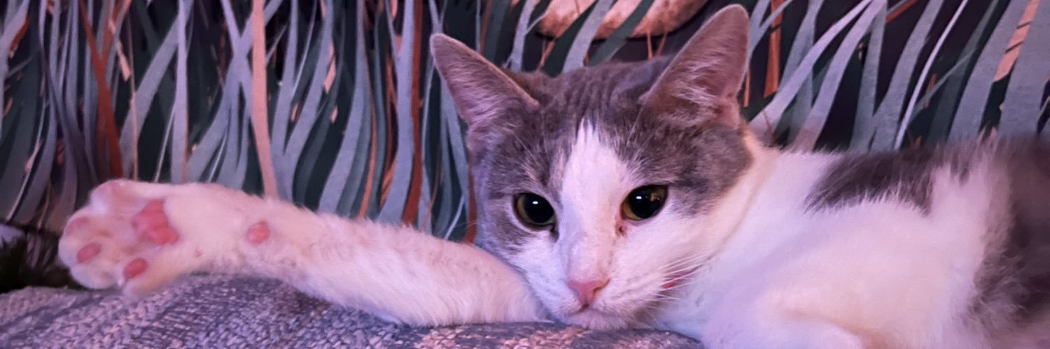 Dewey Cat's banner