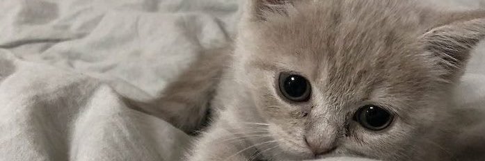 `'s banner