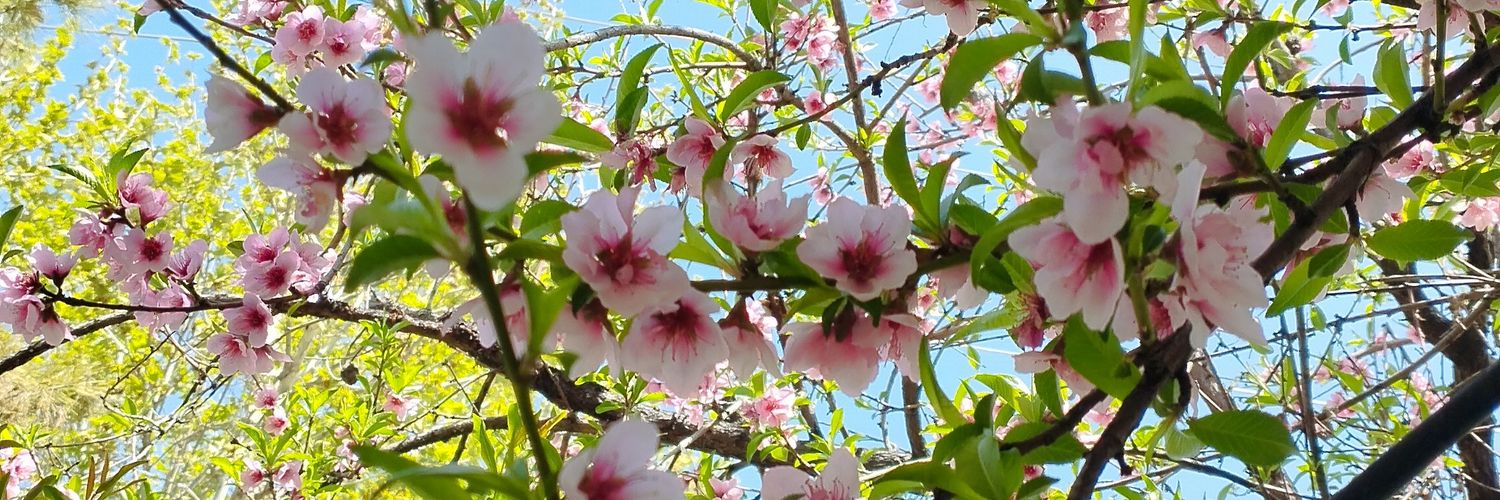 فلاترشای🍃's banner