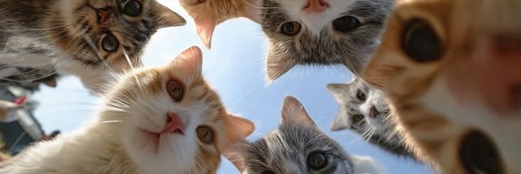 k e i's banner
