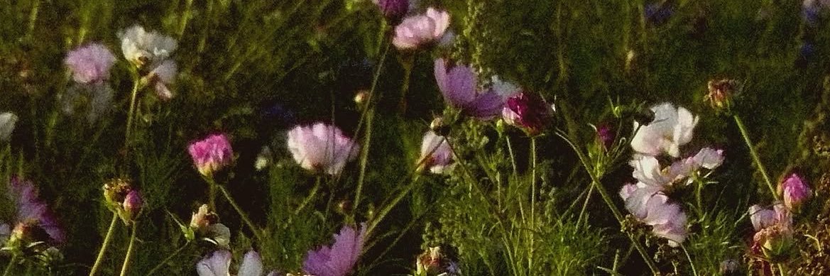 isadora's banner