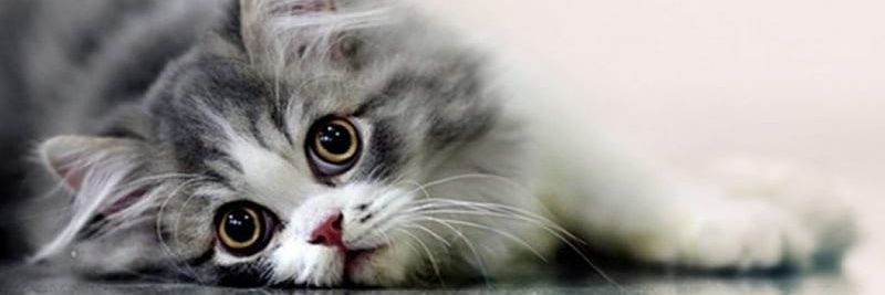 Cat Meow Daily's banner
