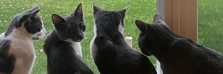 akari's banner