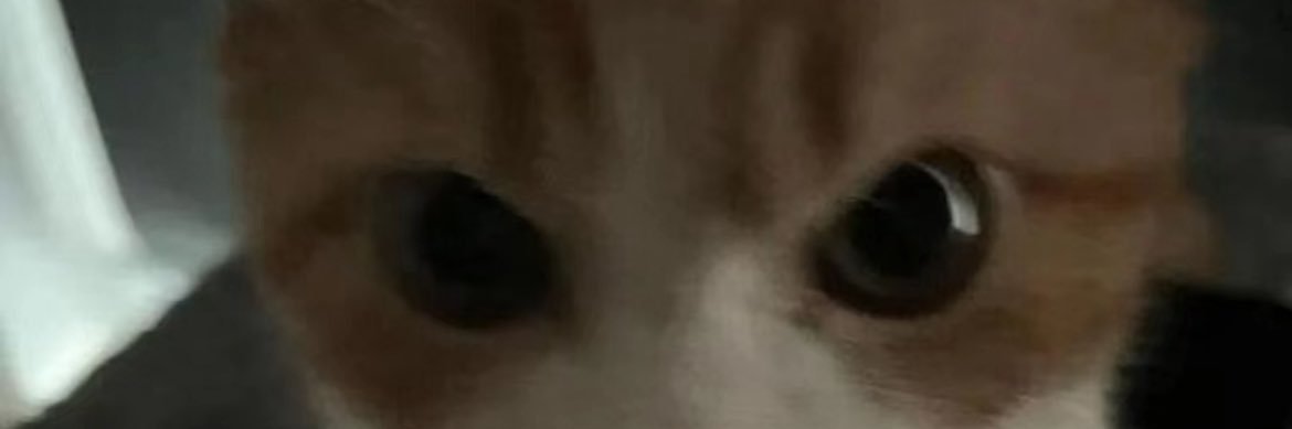 南瓜饼子's banner