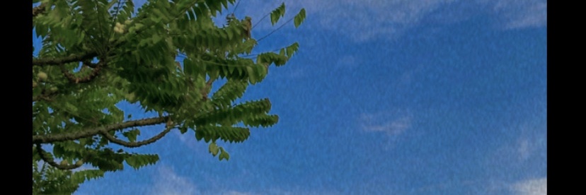 Tawxnn🌻's banner