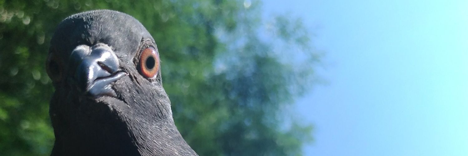 ハト人's banner