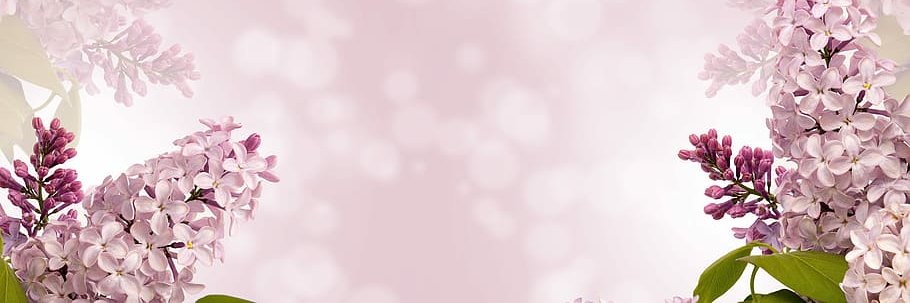 Timeless Films's banner
